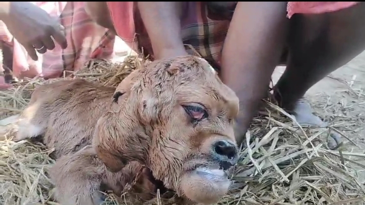 অবিশ্বাস্য গরু বাছুর, পূজার্চনা অবিশ্বাস্য গরু বাছুর, পূজার্চনা