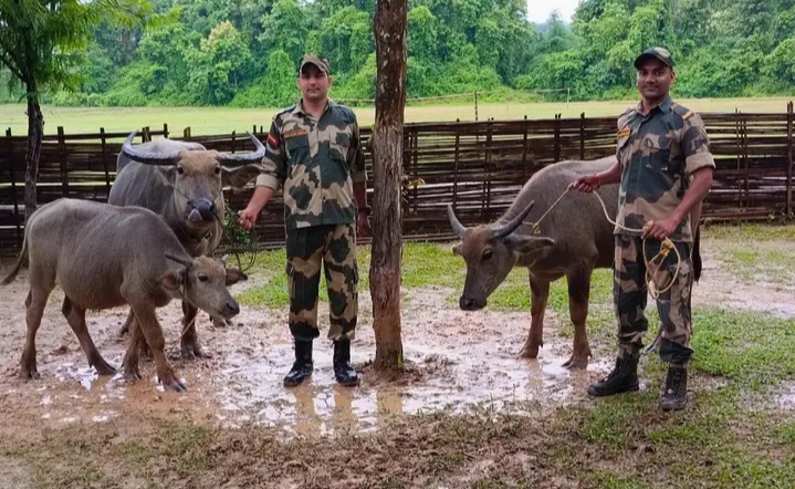 সীমান্তে প্রতিদিন ধরা পড়ছে গবাদি পশু, সোনাতলায় বিএসএফের হাতে আটক তিনটি মহিষ