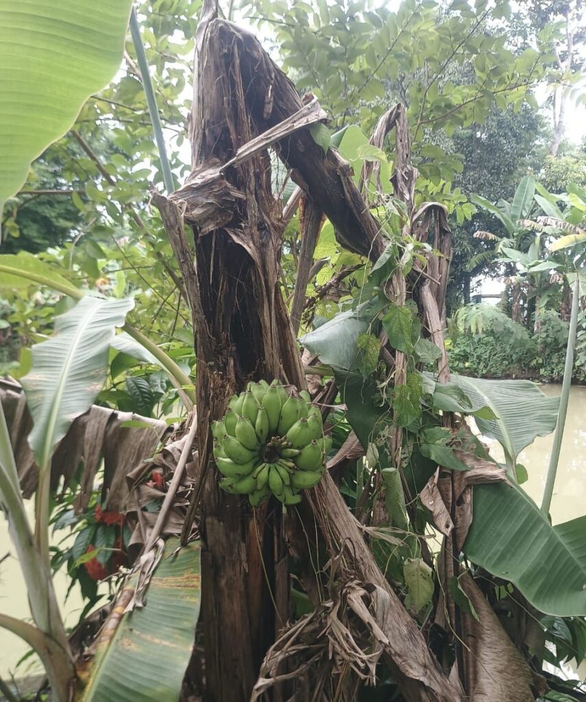 মরা কলাগাছেই ছড়ি, অলৌকিক শক্তি বলে জোর চর্চা মামবাড়িতে মরা কলাগাছেই ছড়ি, অলৌকিক শক্তি বলে জোর চর্চা মামবাড়িতে