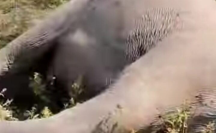 ধানক্ষেতে বিদ্যুৎস্পৃষ্টে দু'টি হাতির মৃত্যু