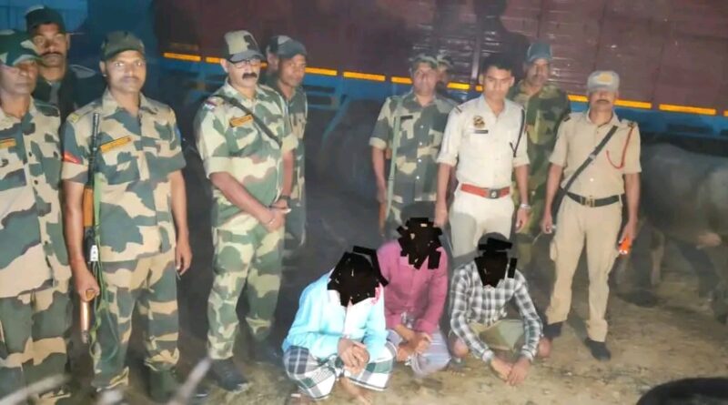 অবৈধ মহিষ পাচারকারীদের বিরুদ্ধে বিএসএফের বড়সড় সাফল্য!
